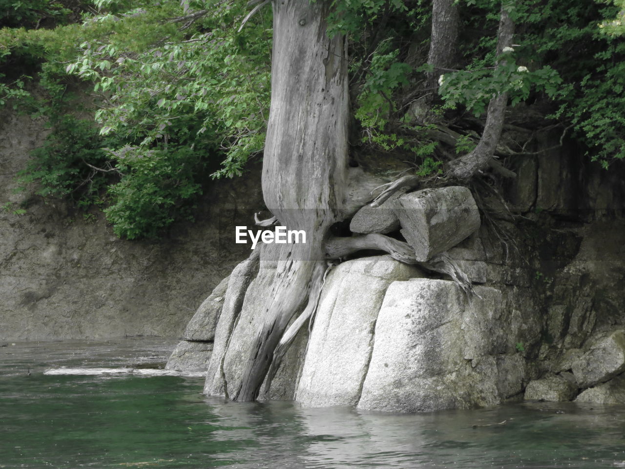 SCENIC VIEW OF TREE TRUNK IN FOREST