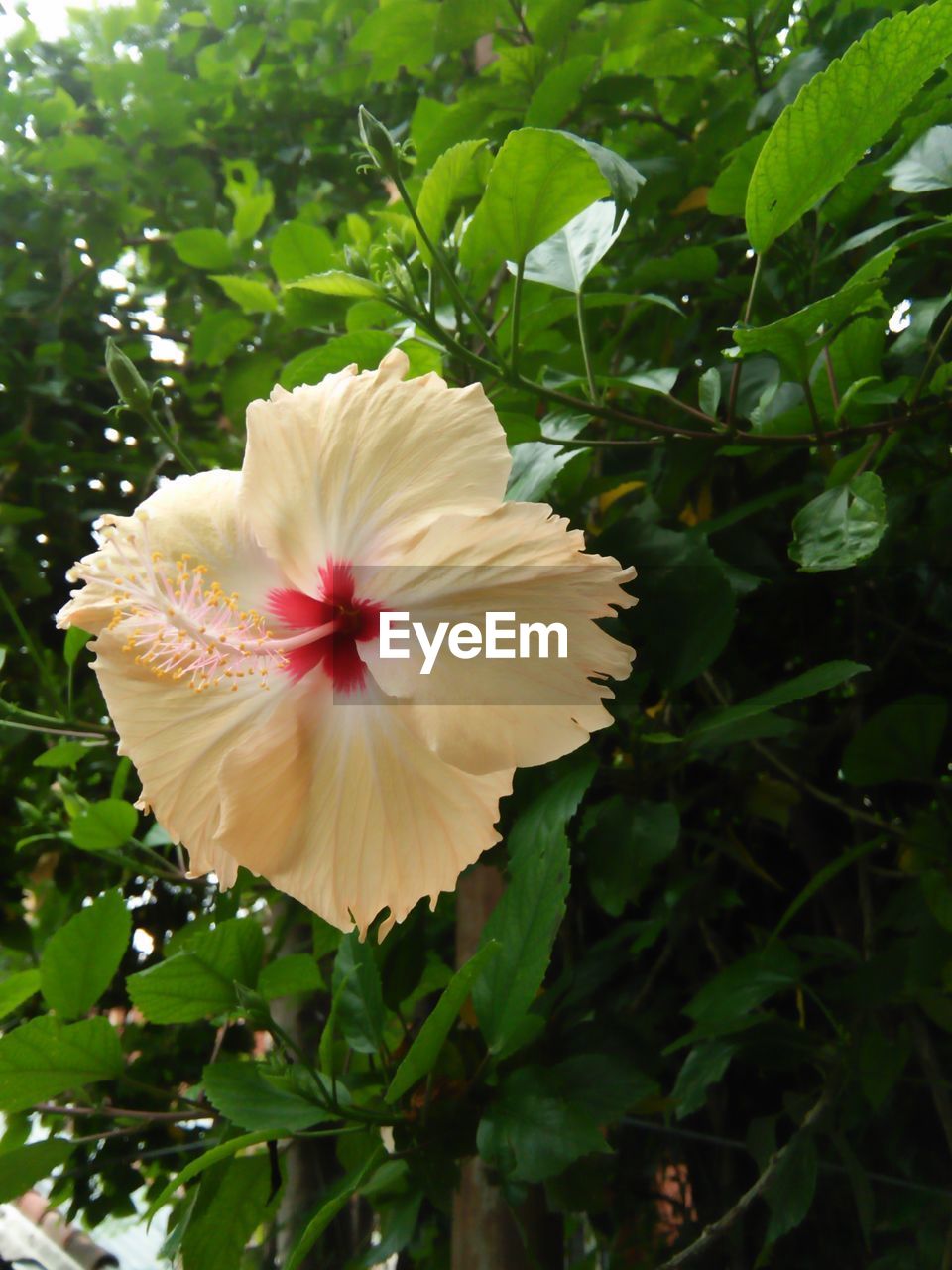 CLOSE-UP OF HIBISCUS BLOOMING