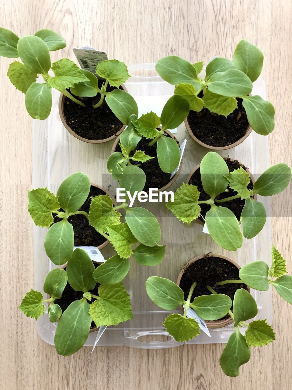 High angle view of leaves on table