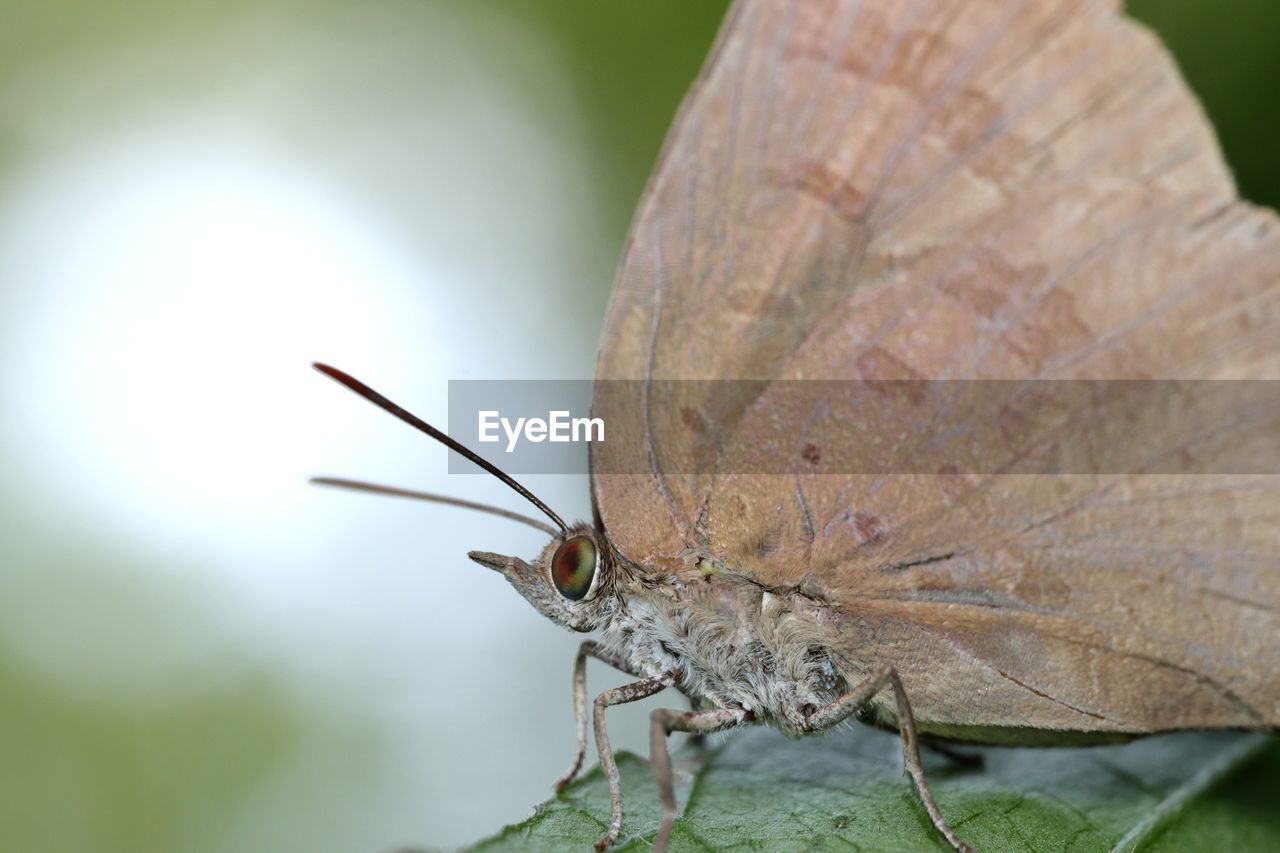 BUTTERFLY ON LEAF