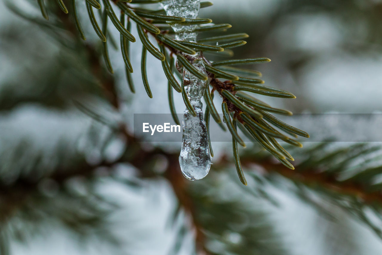 Close-up of ice crystal on plant against blurred background