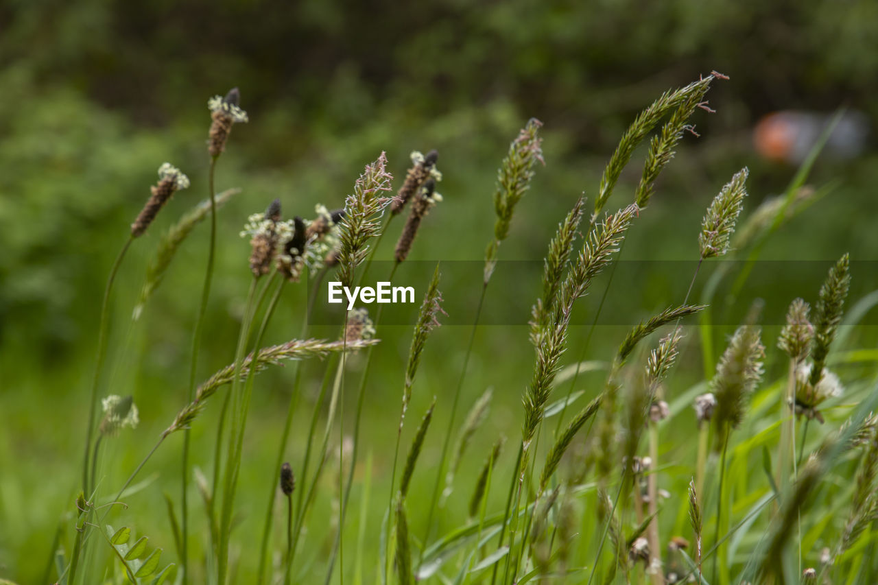 Close-up of meadow