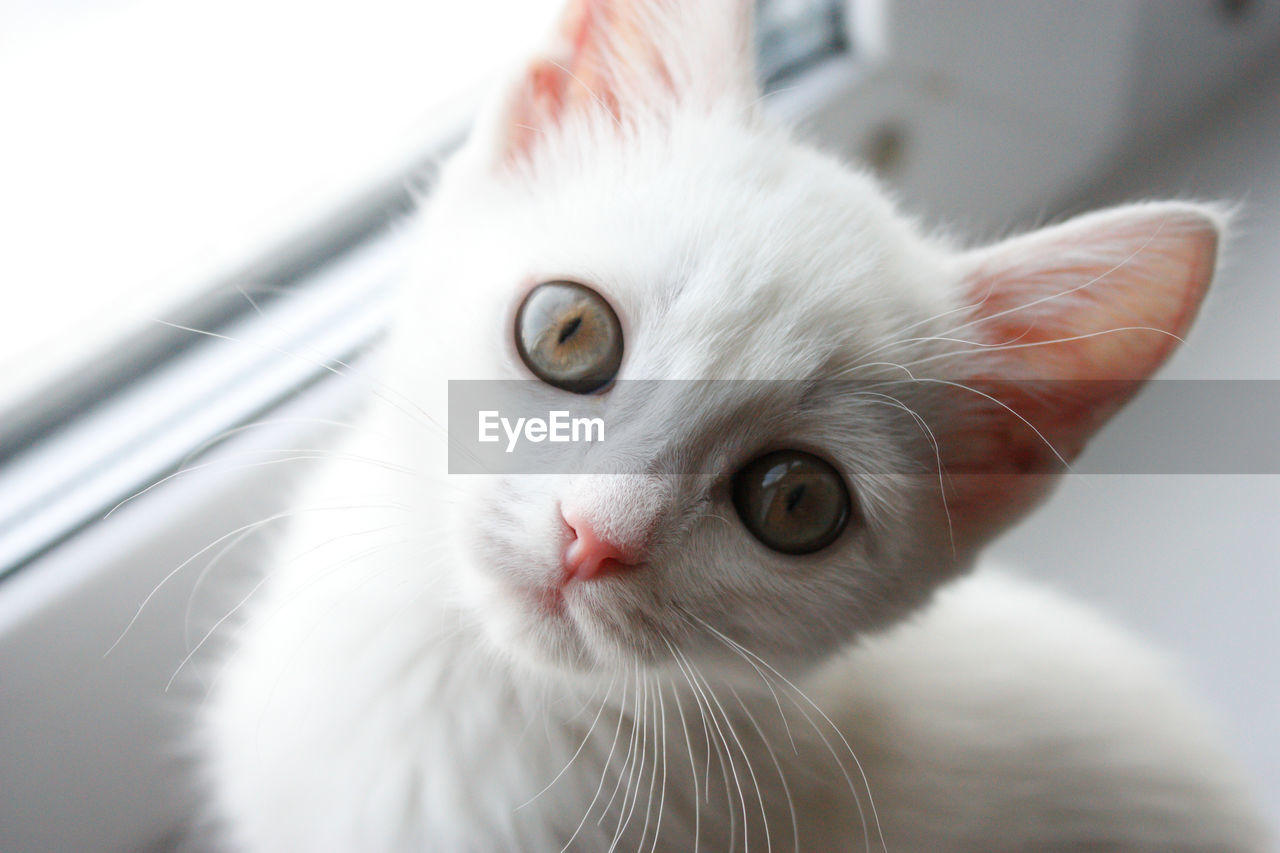 PORTRAIT OF WHITE CAT
