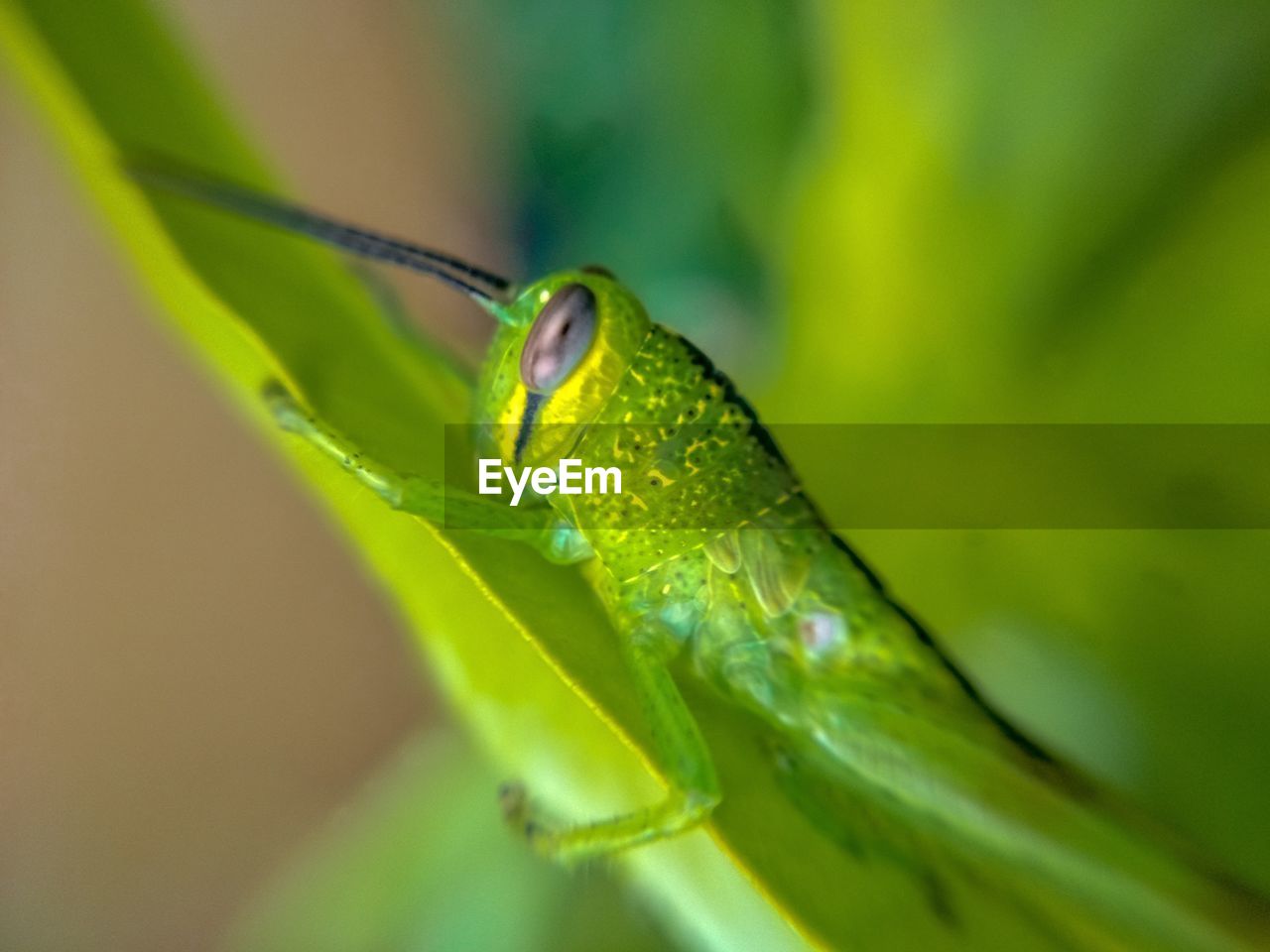 CLOSE-UP OF GREEN INSECT