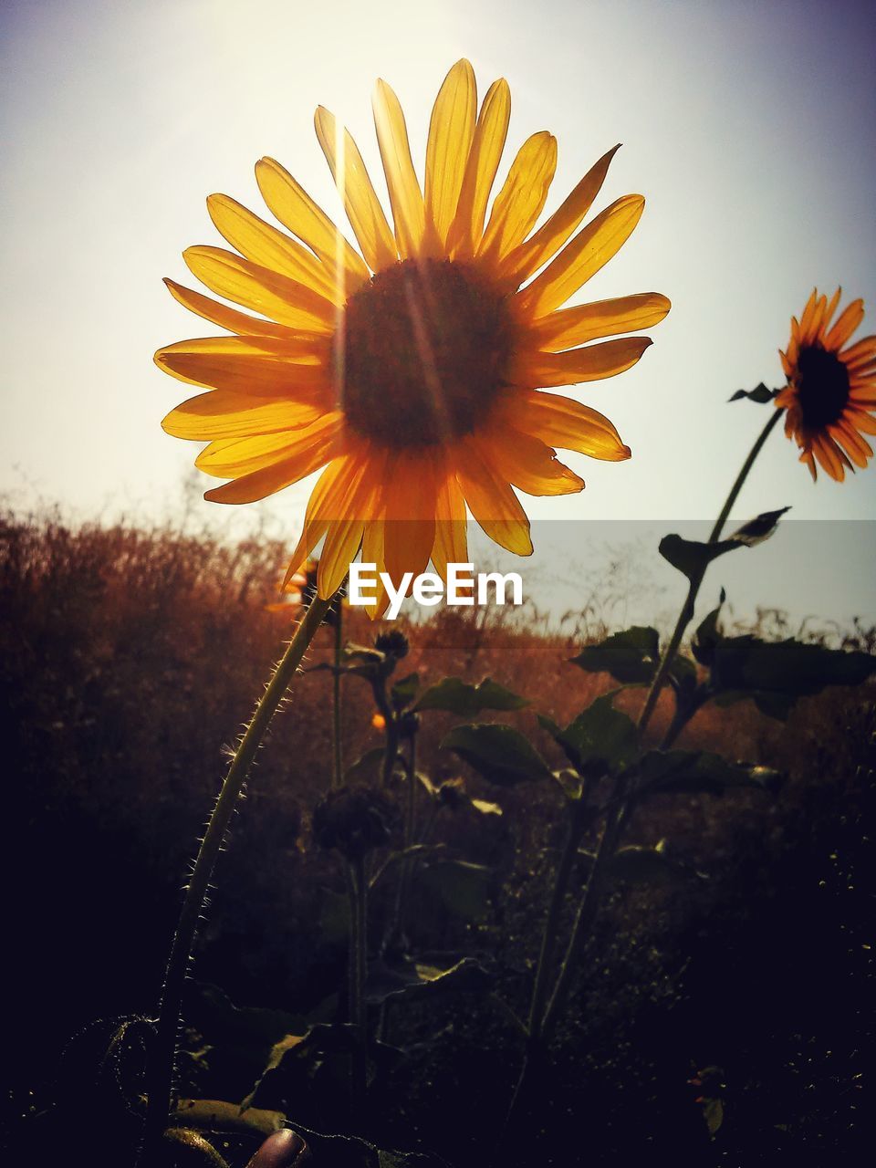 CLOSE-UP OF YELLOW FLOWERS BLOOMING ON FIELD