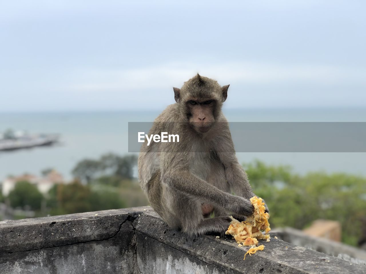 MONKEY SITTING ON WALL