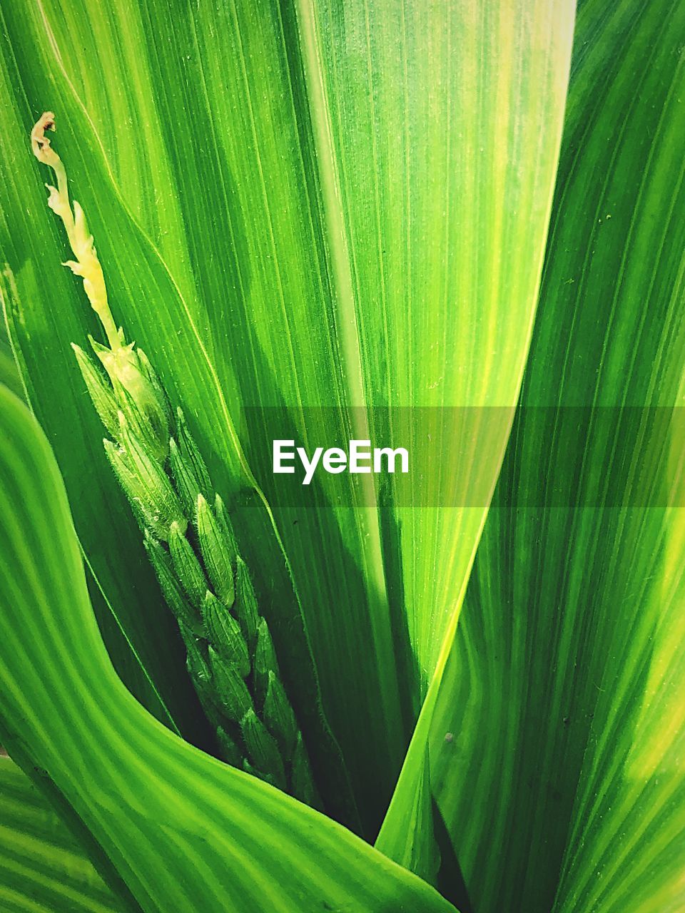 CLOSE-UP OF GREEN LEAF