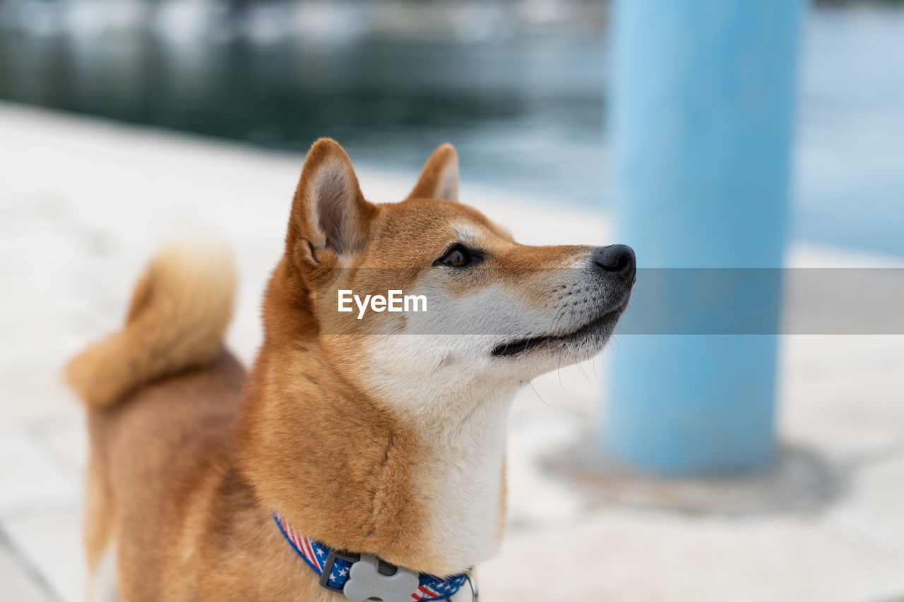 CLOSE-UP OF DOG LOOKING AWAY OUTDOORS