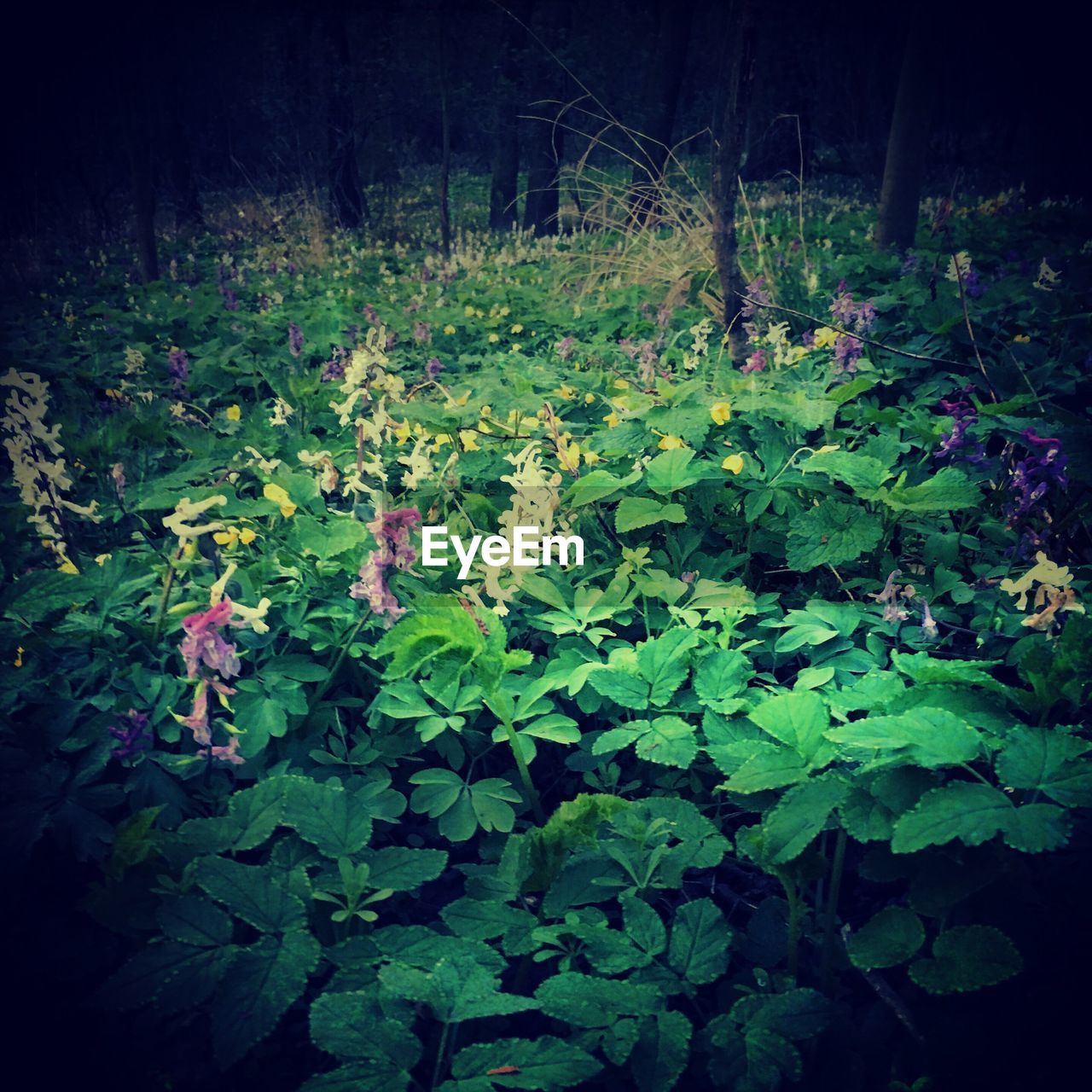 PLANTS AND WATER LILIES