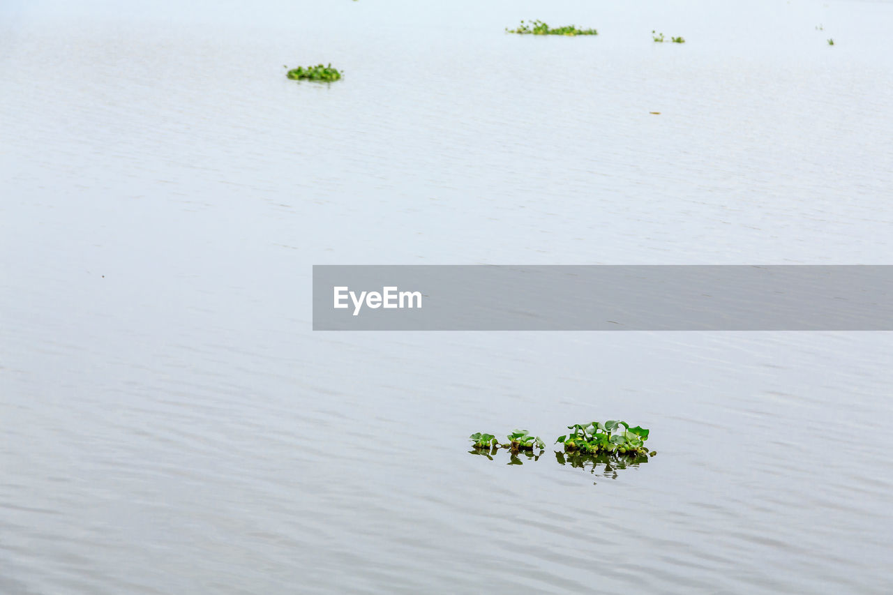 High angle view of plant floating on lake