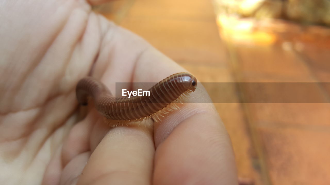 Close-up of millipede on hand