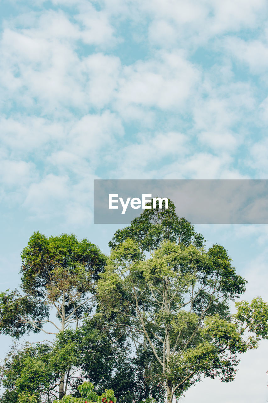 Low angle view of tree against sky