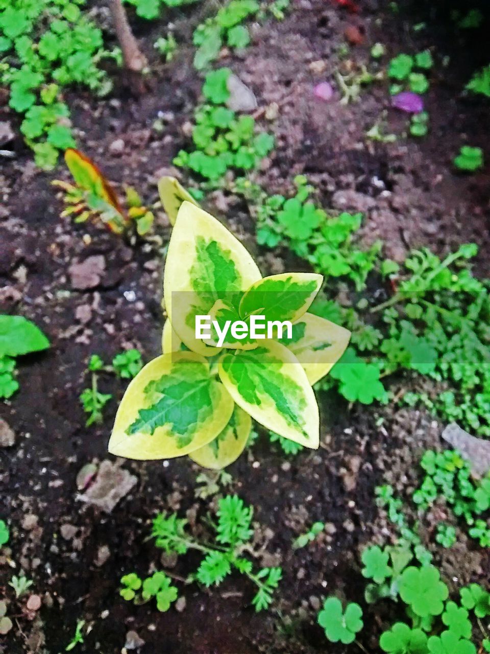 PLANTS GROWING ON A TREE