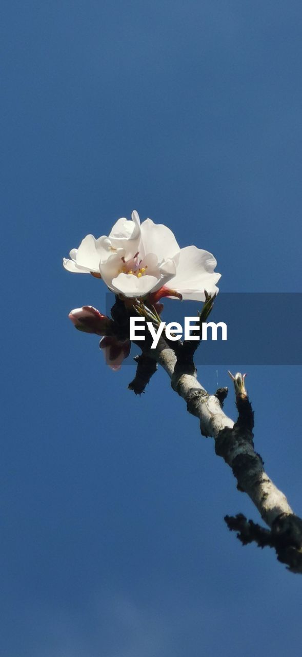 LOW ANGLE VIEW OF WHITE FLOWER AGAINST CLEAR SKY