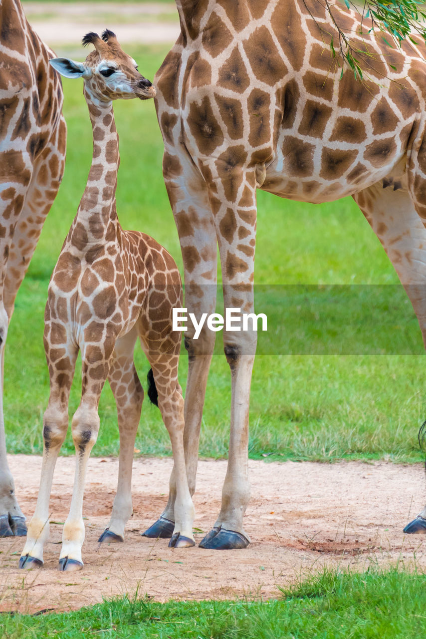 Giraffes standing on field