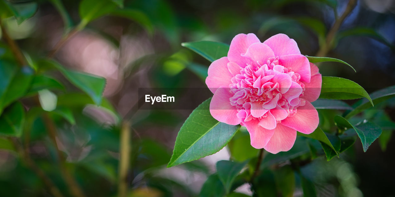 Close-up of pink flower blooming outdoors