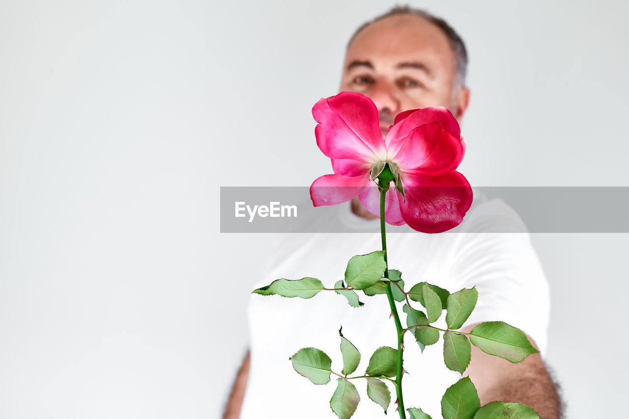 Funny happy bearded mature romantic man is holding rose in his hand. focus on the flower. 