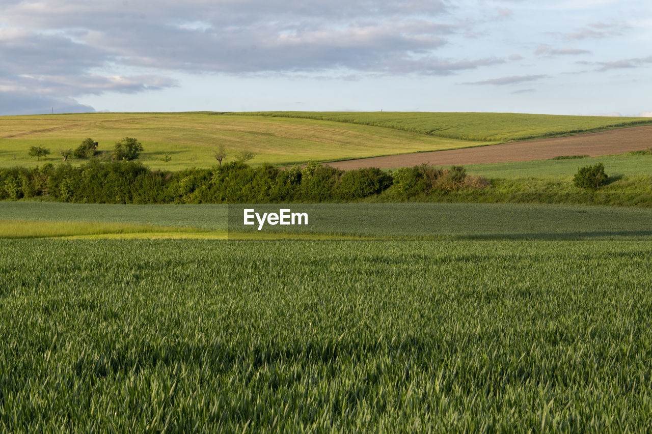 Hikes in spring through meadows and fields near bad nauheim.