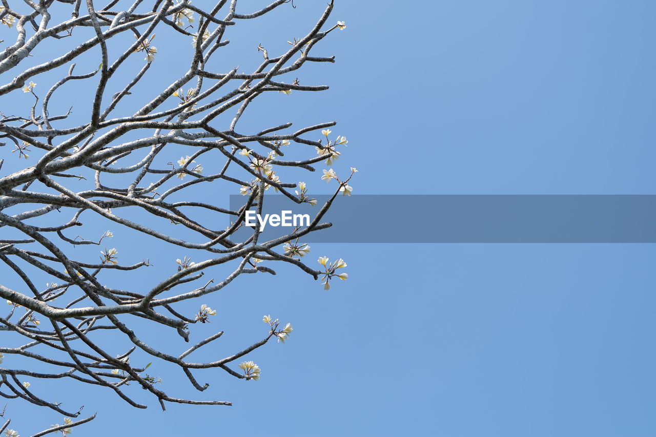 Low angle view of flowering plant against clear blue sky