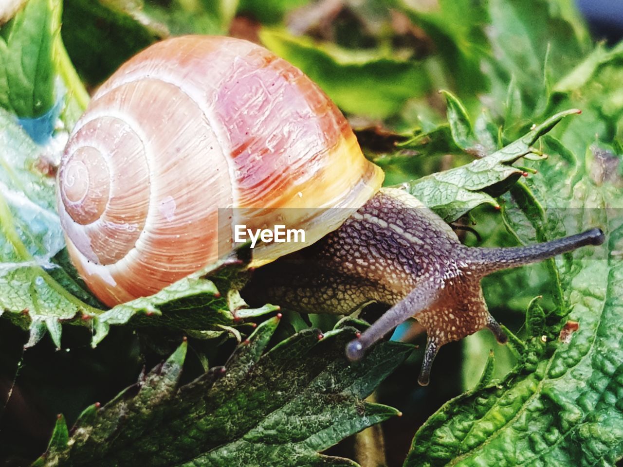 Close-up of snail