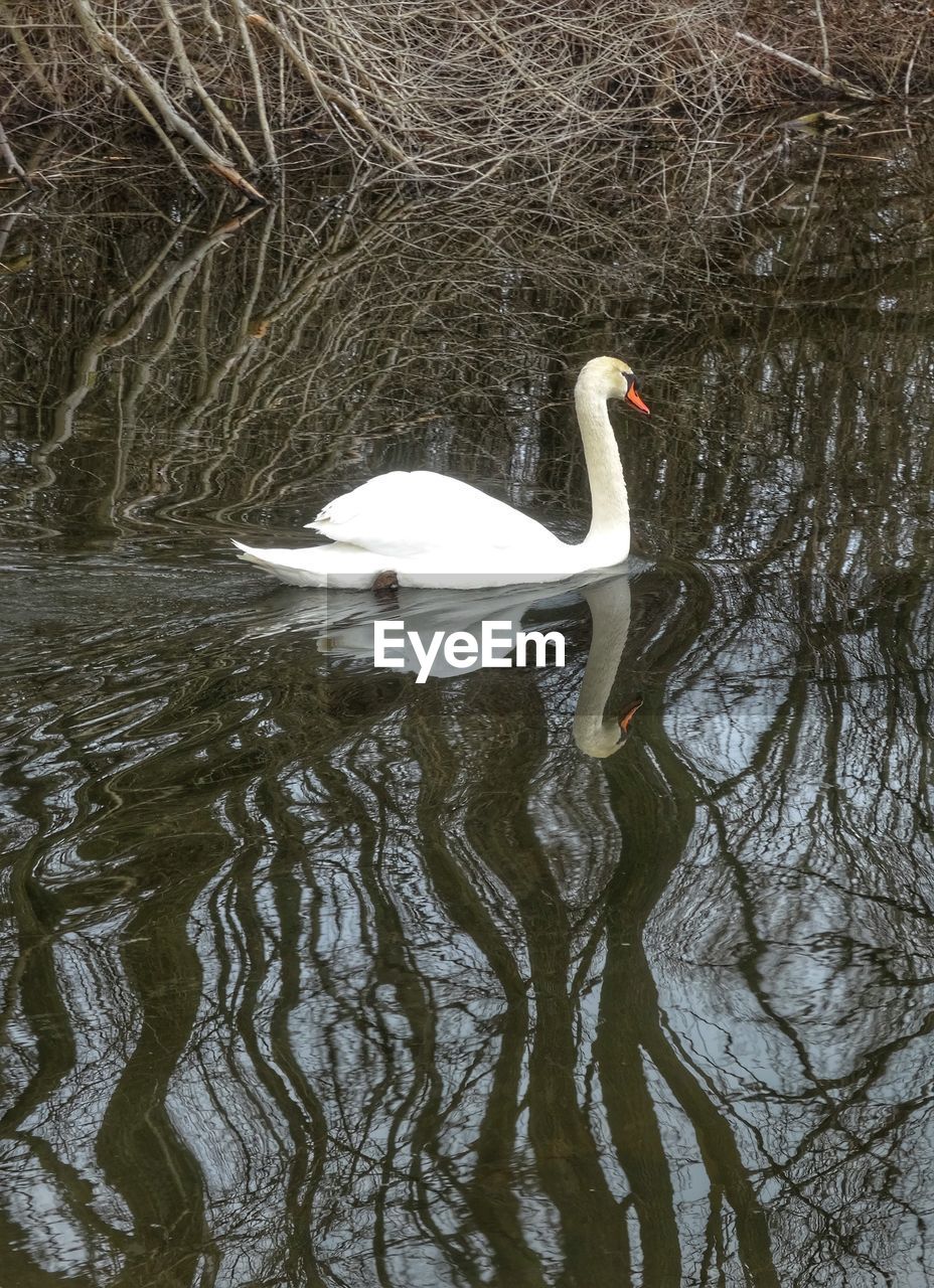 Side view of a swan in calm water