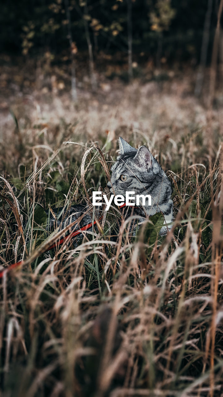 Grey cat in the grass