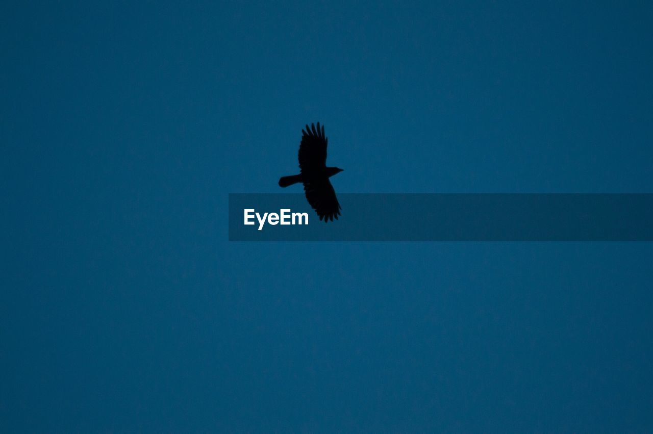 Low angle view of silhouette bird against clear blue sky