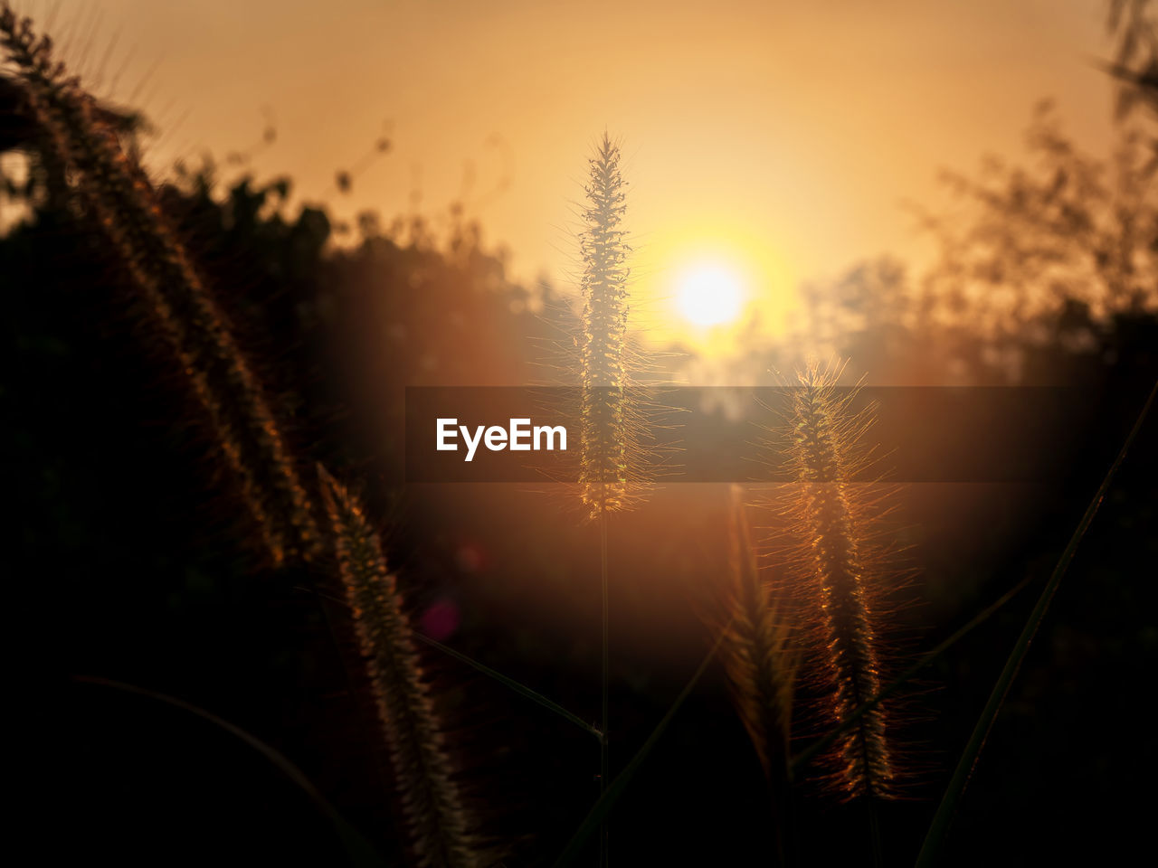 plant, sunset, nature, sky, beauty in nature, sunlight, light, growth, sun, tranquility, no people, tree, back lit, silhouette, land, tranquil scene, scenics - nature, landscape, sunbeam, lens flare, outdoors, evening, darkness, environment, close-up, reflection, focus on foreground, twilight, idyllic, rural scene, forest, field, agriculture, non-urban scene, fog, dawn, grass