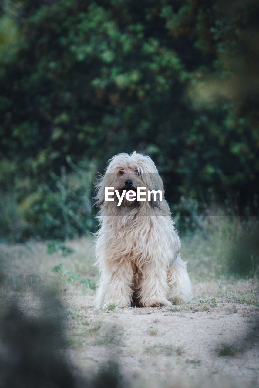 Portrait of dog on field