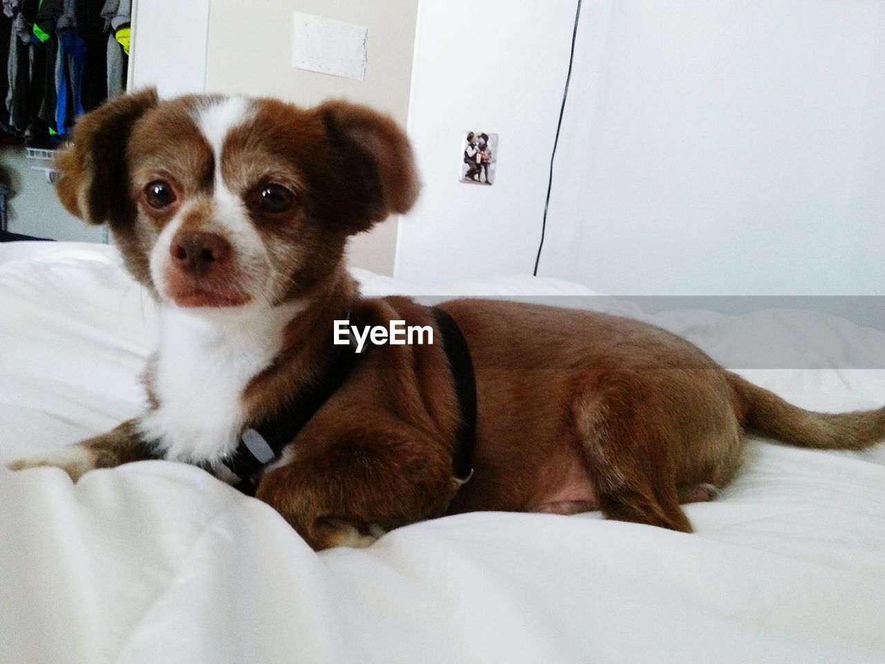 Brown chihuahua dog on soft white bed