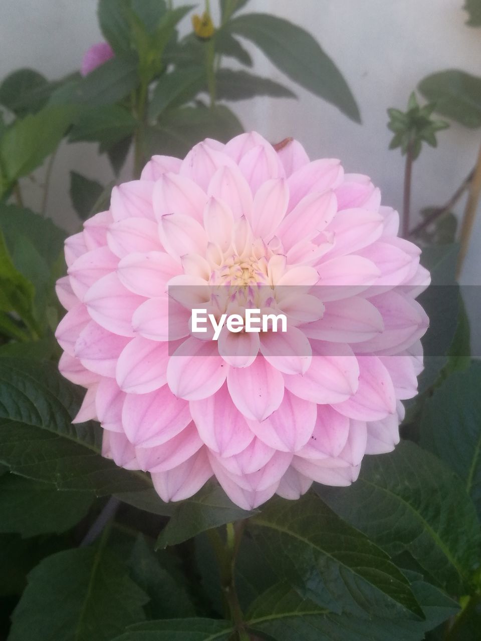CLOSE-UP OF PINK DAHLIA FLOWER OUTDOORS