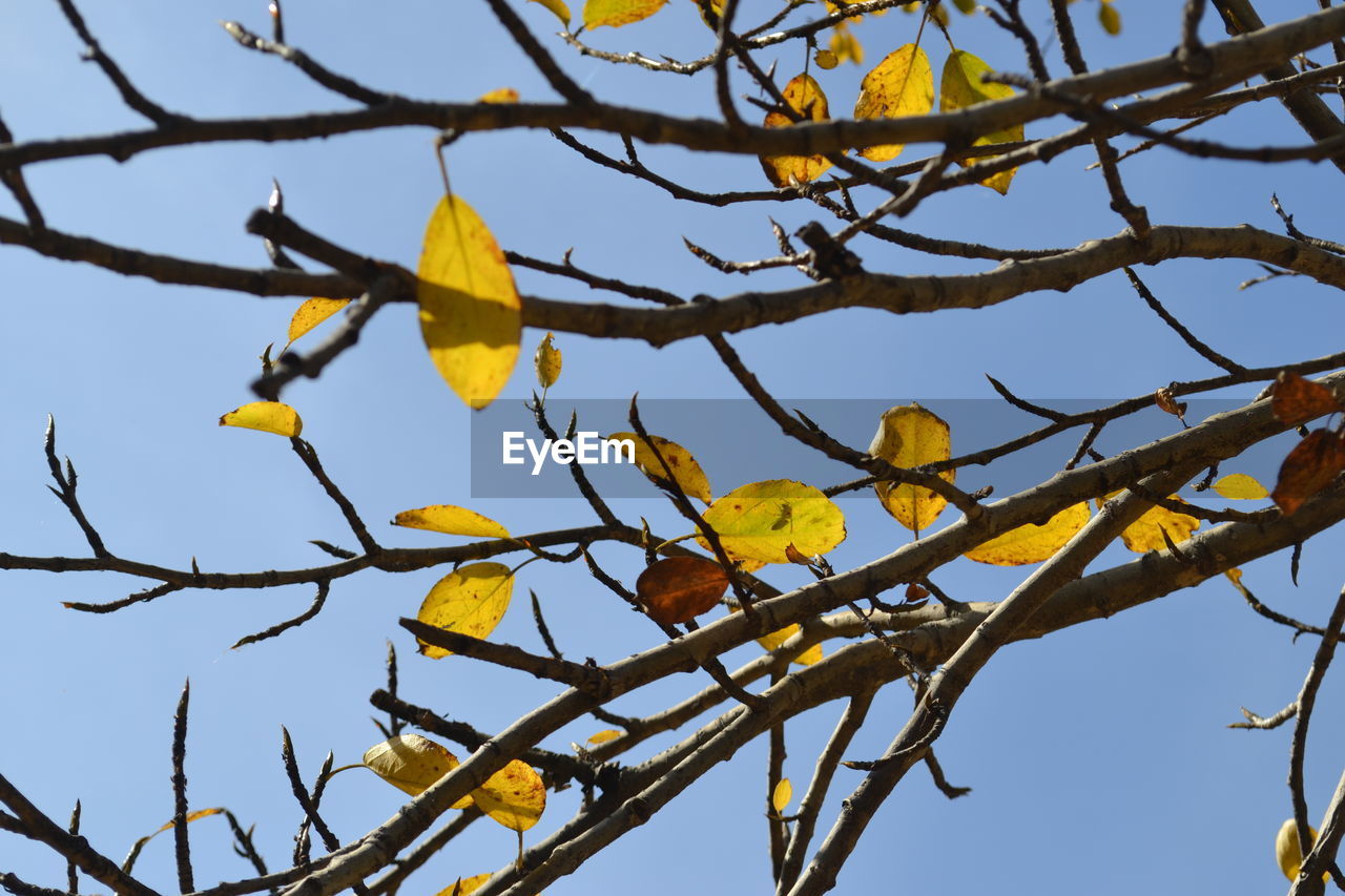 LOW ANGLE VIEW OF YELLOW BIRD PERCHING ON TREE