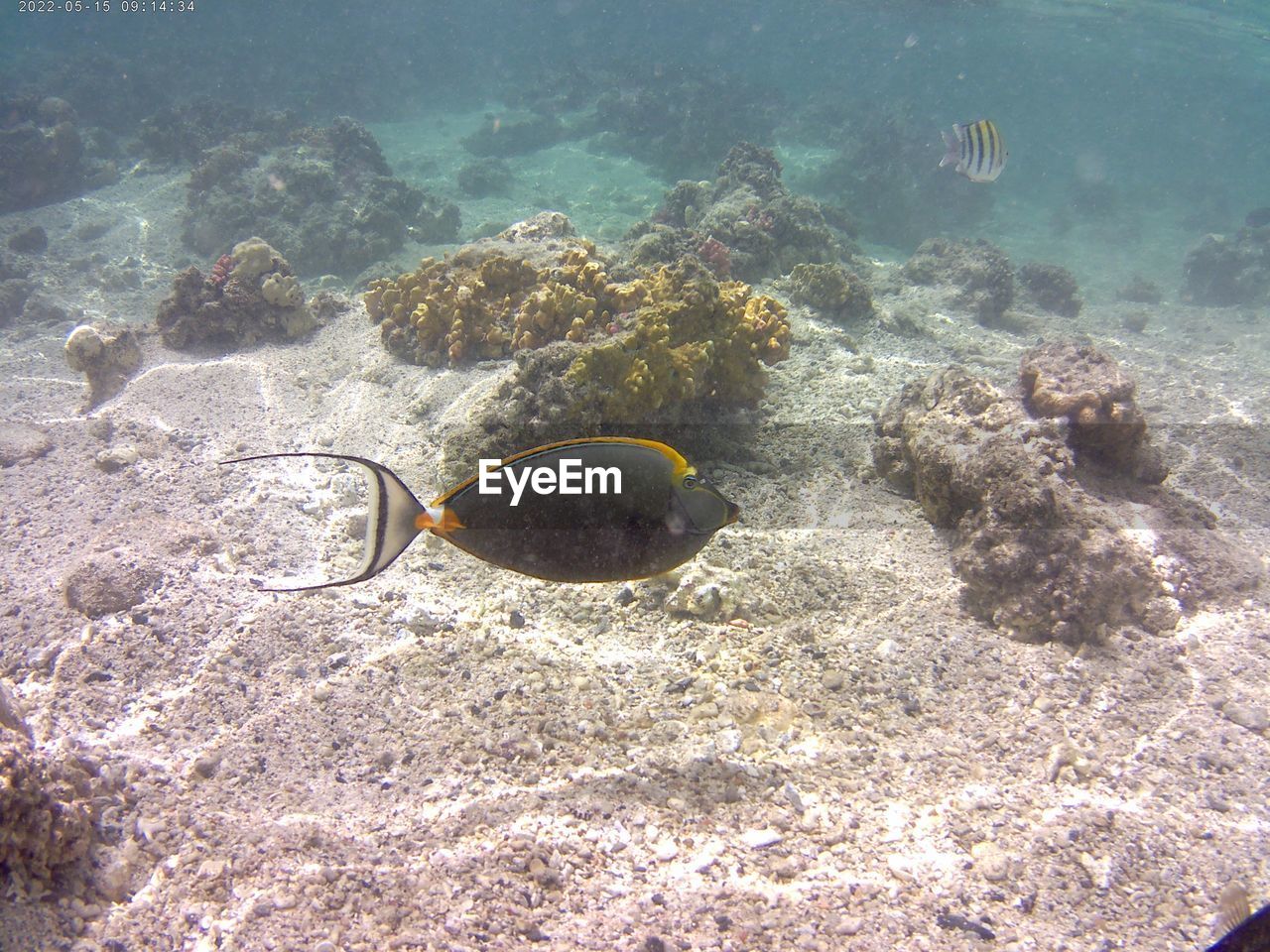 sea, water, reef, undersea, underwater, sea life, marine biology, animal wildlife, nature, wildlife, animal, animal themes, coral reef, marine, coral, no people, fish, sports, swimming, sunlight, aquarium, water sports, beauty in nature, day, outdoors, land