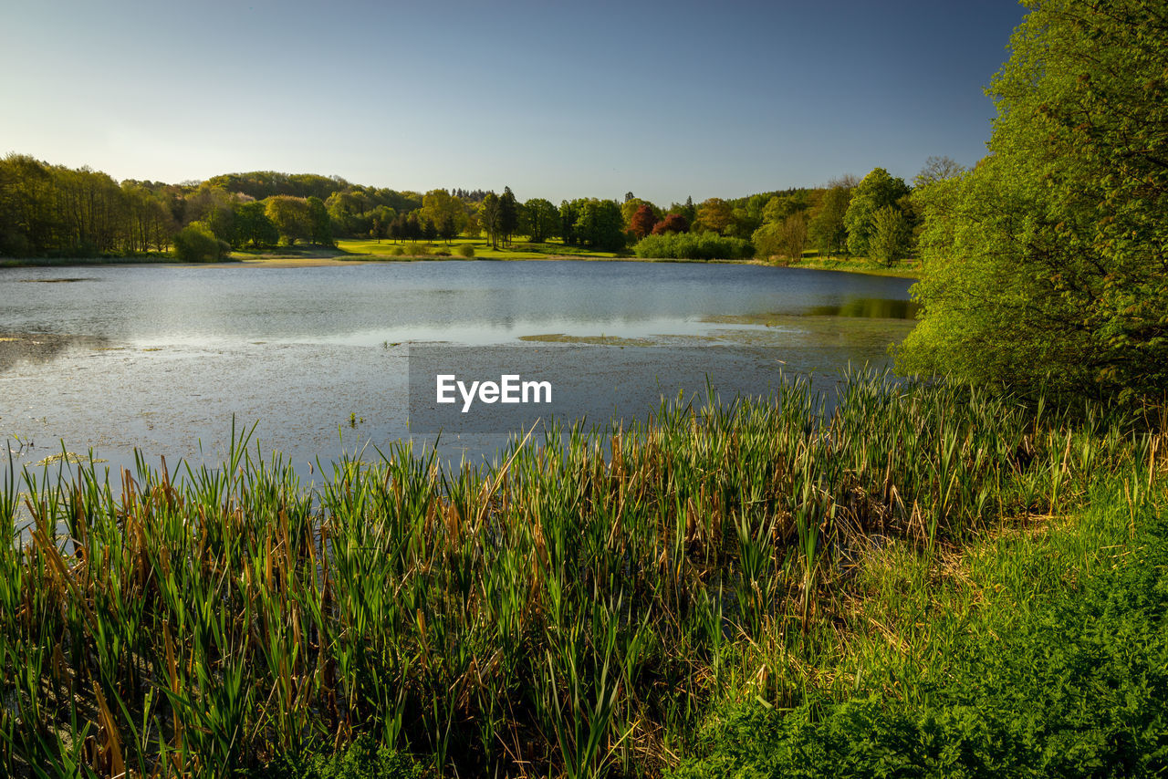 SCENIC VIEW OF LAKE BY TREES IN FOREST AGAINST SKY