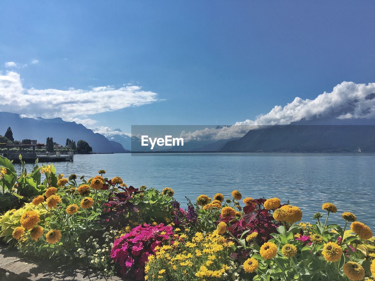 Flowers blooming by sea against sky