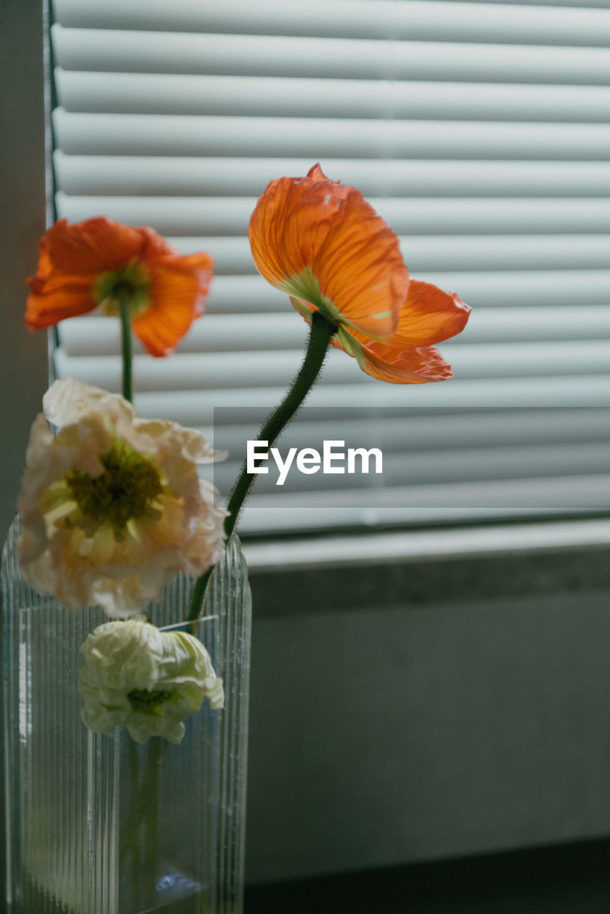 flower, flowering plant, plant, yellow, freshness, beauty in nature, fragility, nature, flower head, no people, close-up, petal, inflorescence, window, indoors, vase, growth, orange color, day, plant stem, glass, blinds, focus on foreground