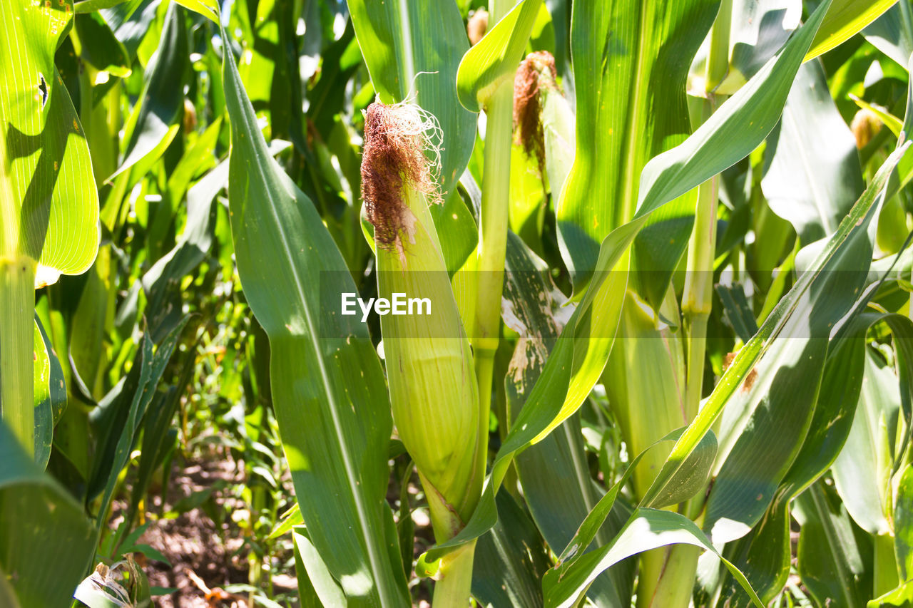 CLOSE-UP OF FRESH GREEN PLANTS ON FIELD