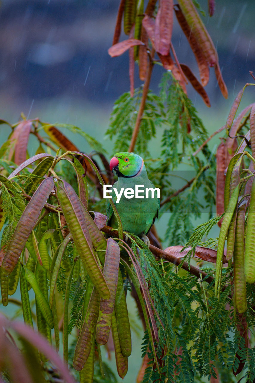 Close-up of parrot perching on tree