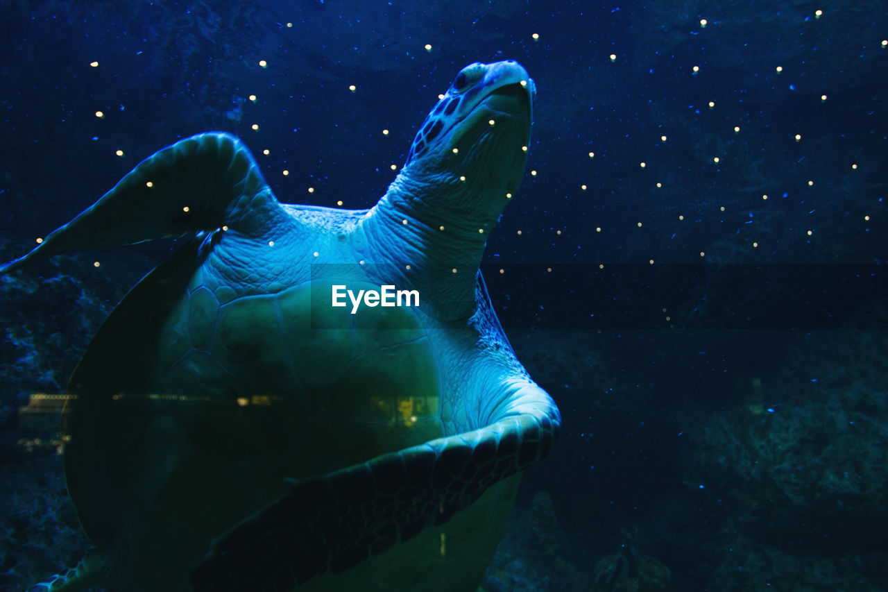 Sea turtle swimming in aquarium, selective focus