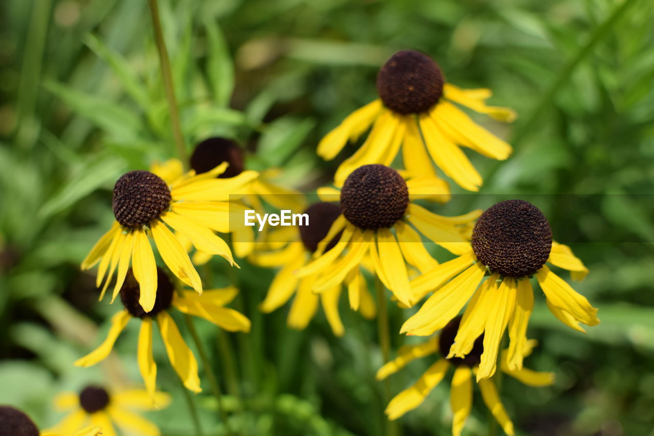 Close-up of sunflowers blooming outdoors