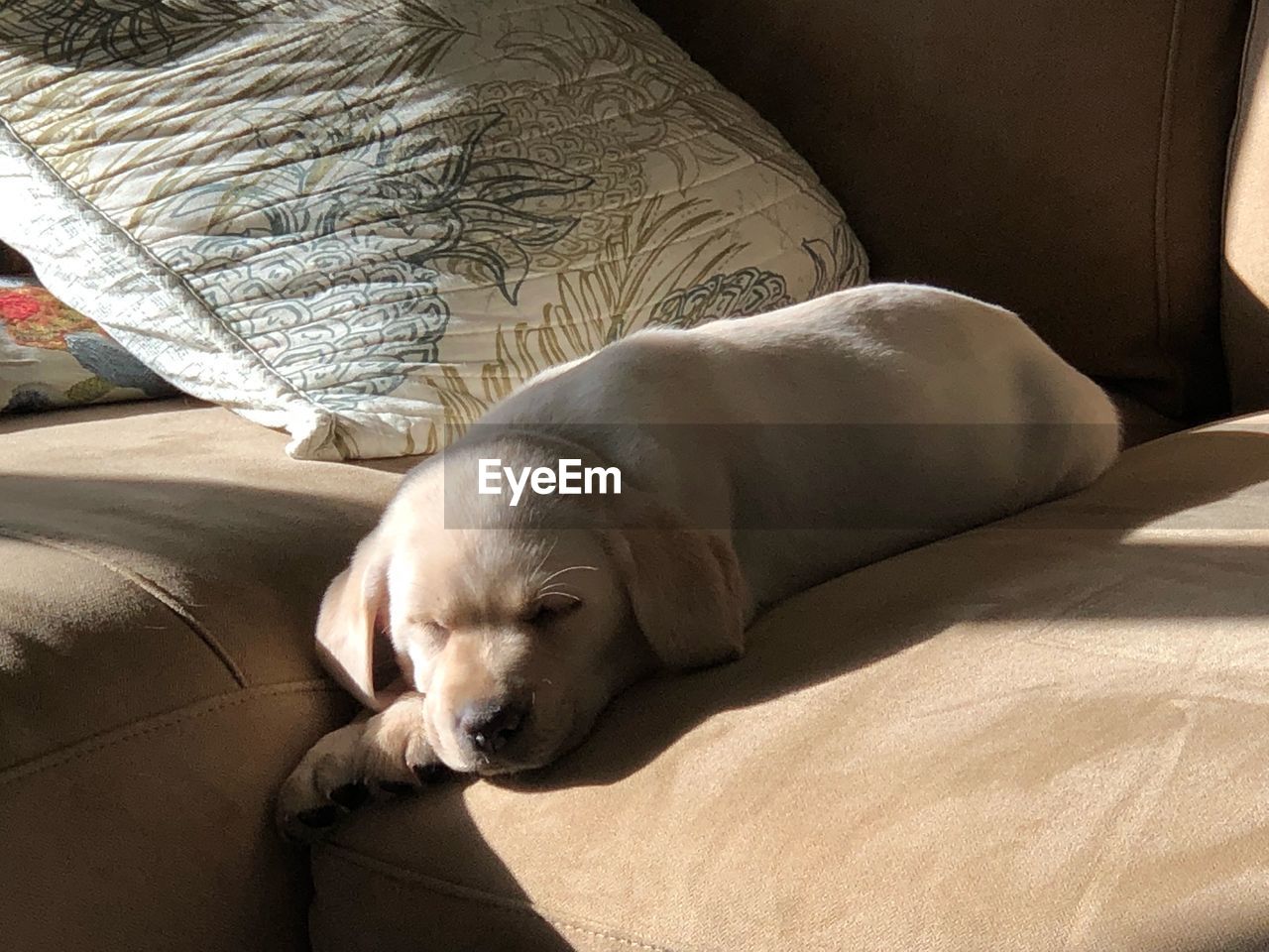 DOG SLEEPING ON SOFA