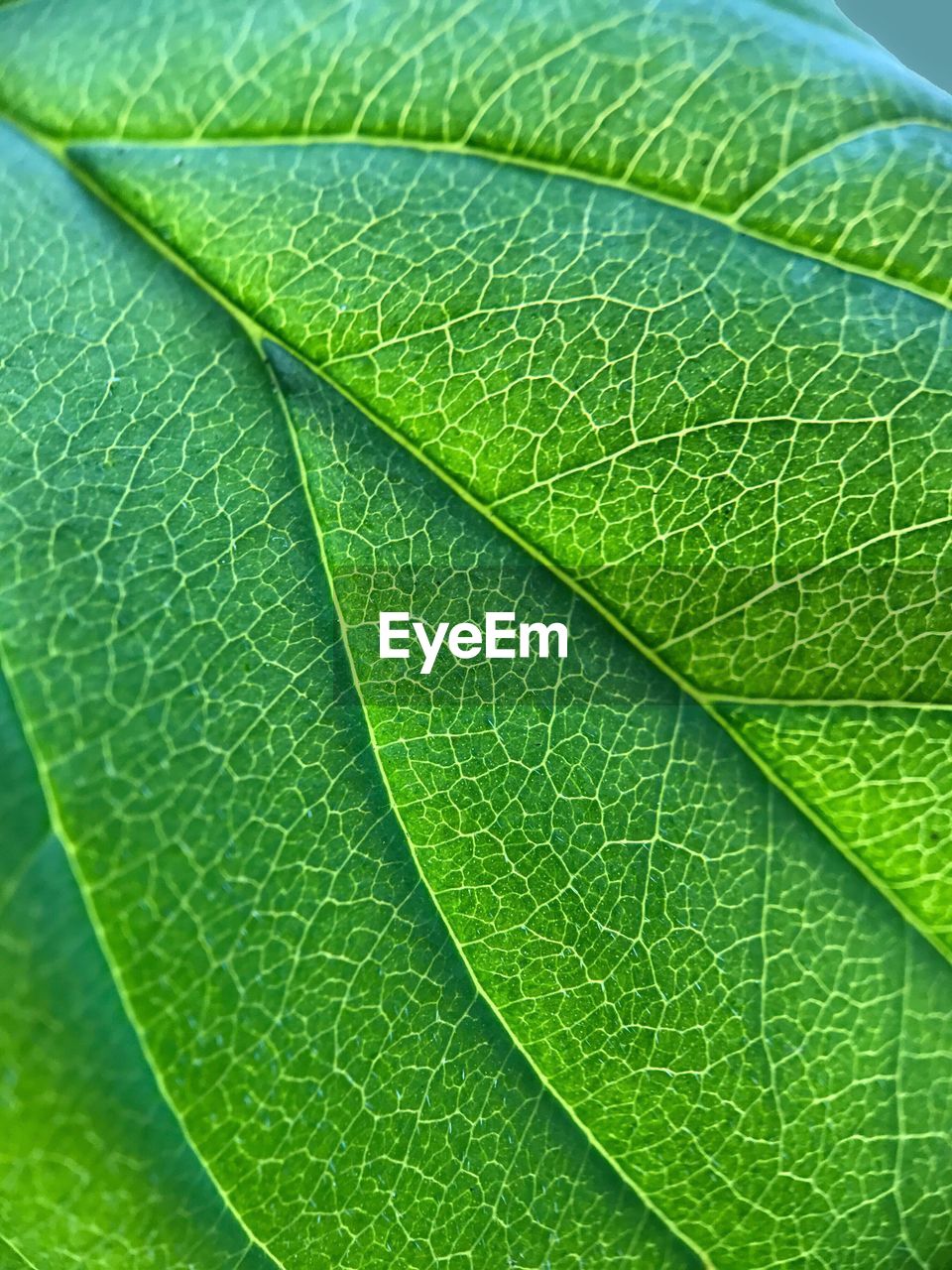 CLOSE-UP OF GREEN LEAF