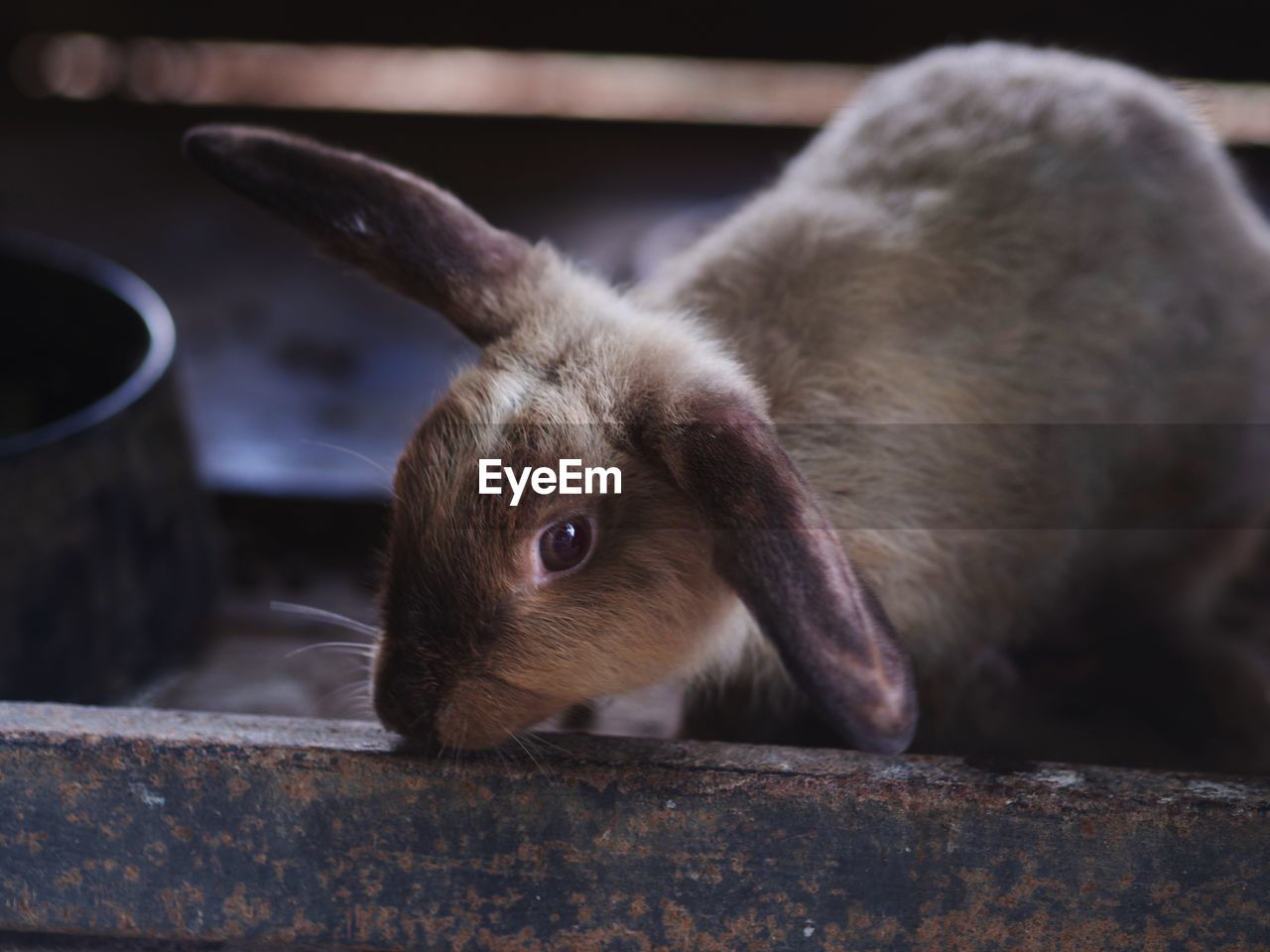 Close-up of a rabbit