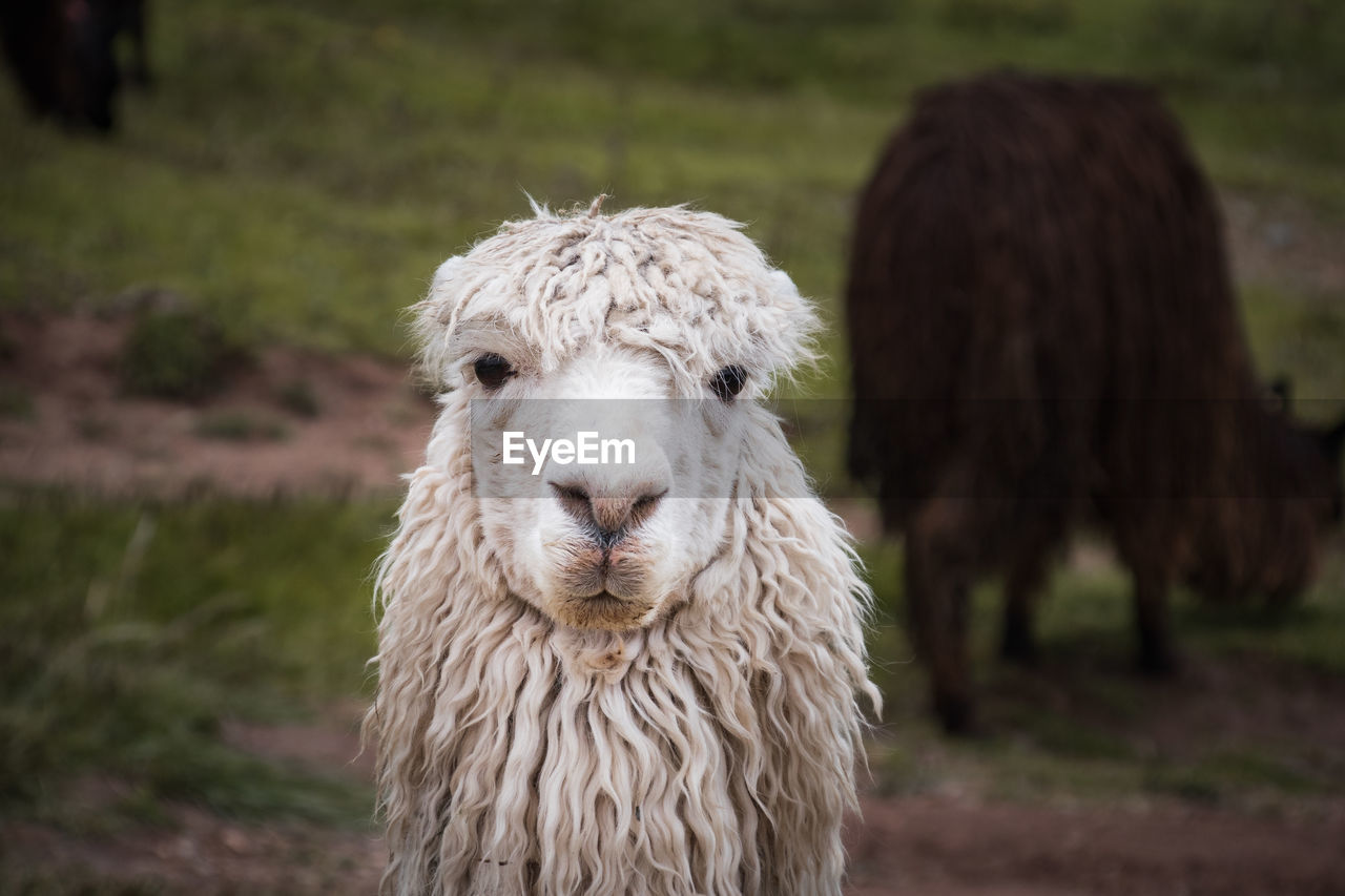 Portrait of alpaca in peru