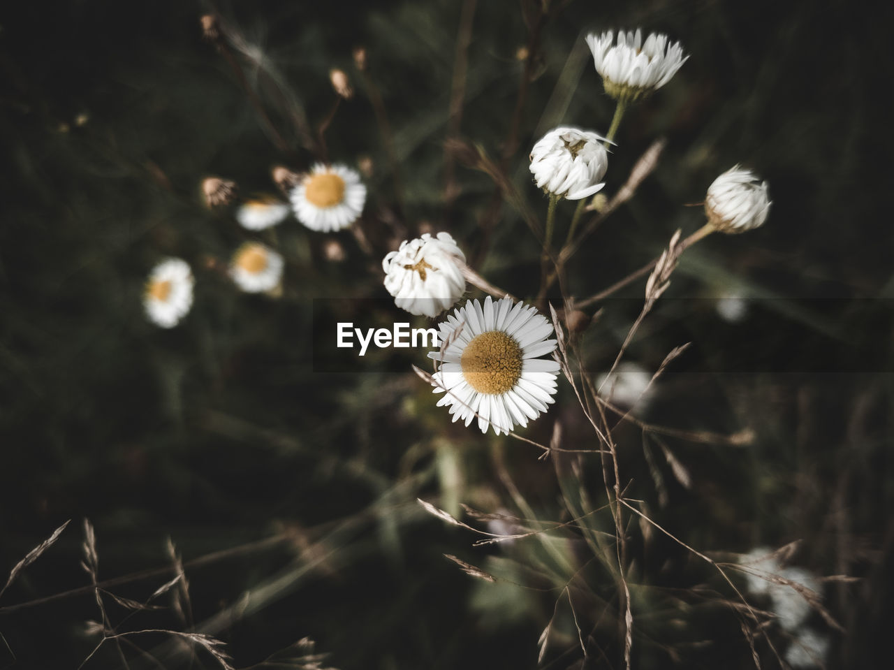 CLOSE-UP OF WHITE FLOWERING PLANTS