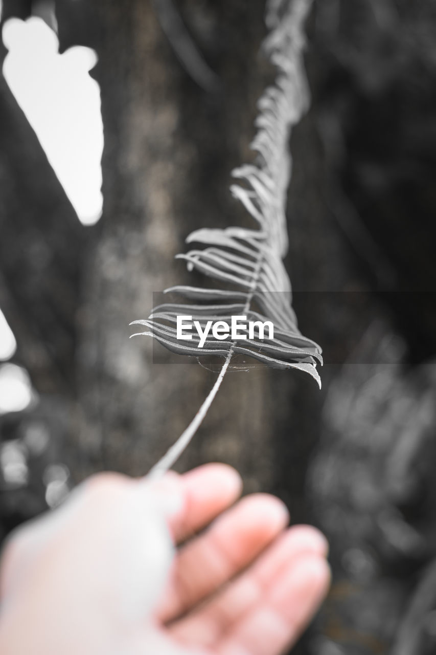 Close-up of hand holding feather outdoors