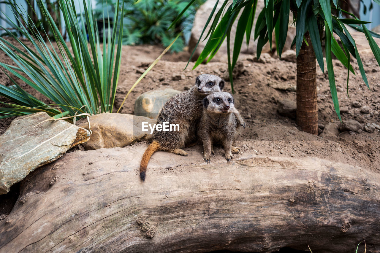 Portrait of meerkats sitting on tree