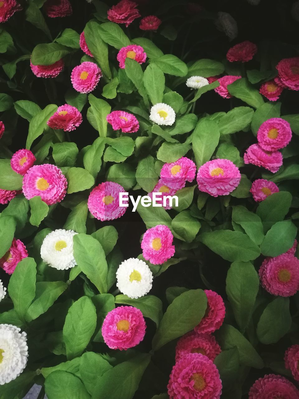 CLOSE-UP OF FRESH PINK FLOWERS BLOOMING OUTDOORS