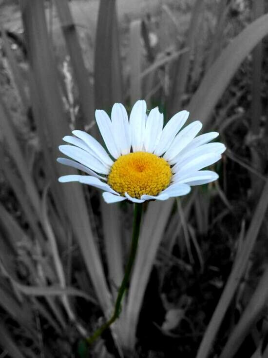 CLOSE-UP OF WHITE DAISY FLOWERS