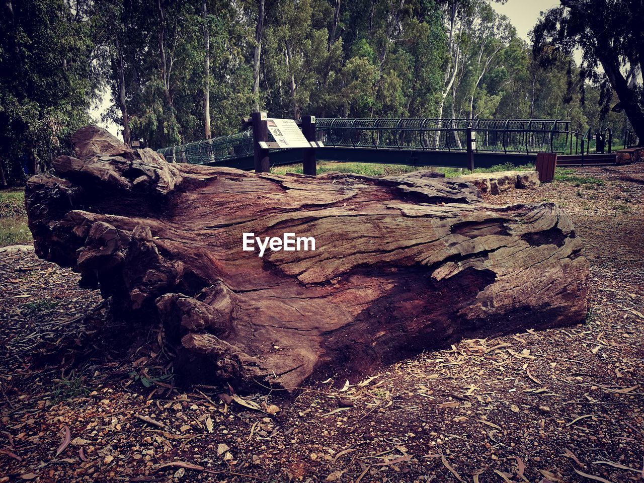 Close-up of tree stump on land in forest